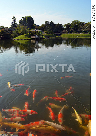 岡山後楽園の沢の池と錦鯉 3337960