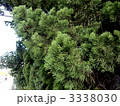 散歩中に松の枝を撮影 3338030