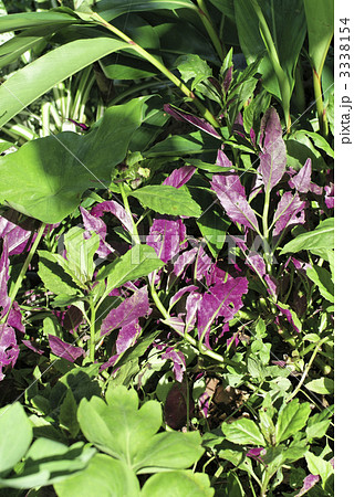 ハンダマ― 3338154