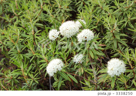 白エゾイソツツジ 3338250