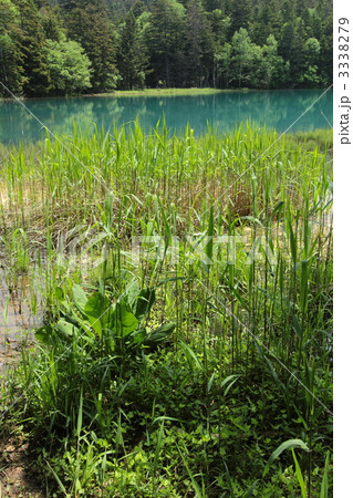 オンネトーの湖畔 オンネトーの湖畔 3338279