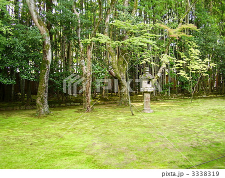 大徳寺・高桐院の庭園 3338319