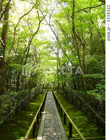 大徳寺高桐院の参道 3338322