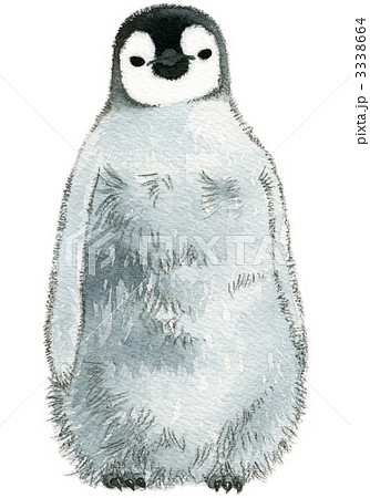 皇帝ペンギン ヒナ ペンギンのイラスト素材