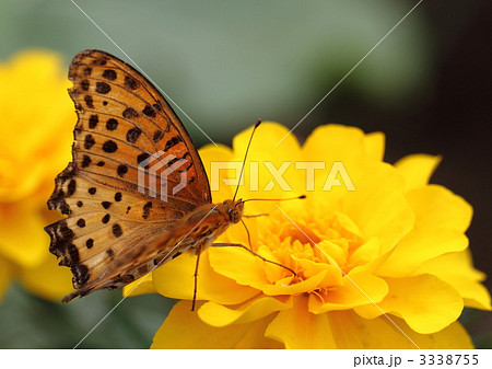 ツマグロヒョウモン♂ 3338755