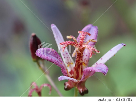 ホトトギスの花 ホトトギスの花 3338785