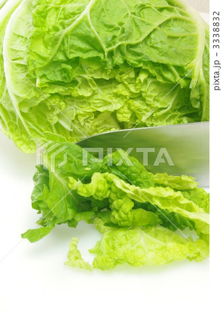 白菜を切る 白菜を切る 3338832