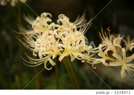 常念寺の彼岸花 3338971