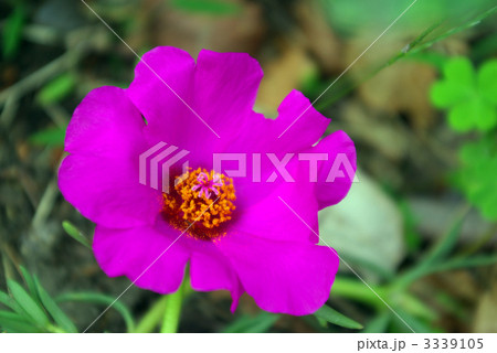 マツバボタンの花 3339105