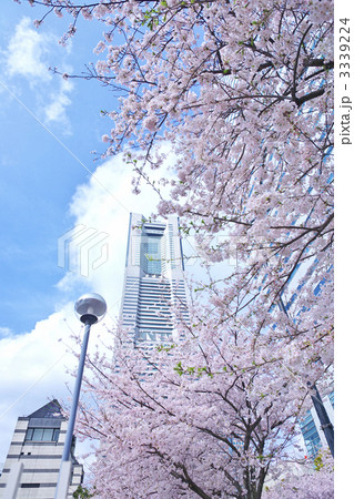 横浜みなとみらい21と桜並木 3339224