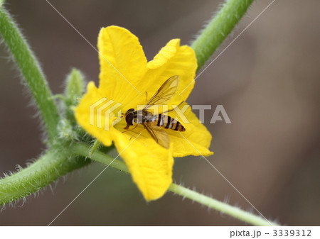 ゴーヤの花のミツバチ ゴーヤの花のミツバチ 3339312