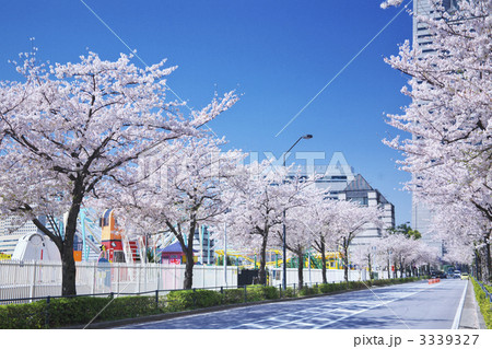 よこはまコスモワールドと桜並木 3339327