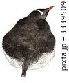 ジェンツーペンギン 3339509