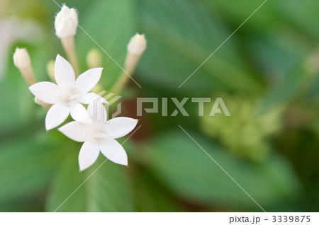 並んだペンタス 3339875