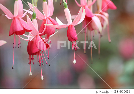 ホクシア 3340035