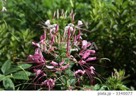 クレオメ 3340077