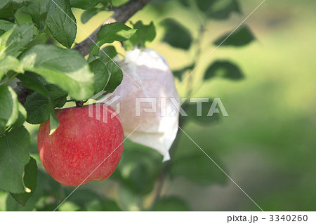午後のりんご 3340260