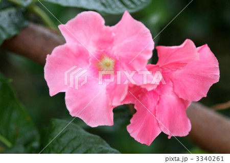 マンデビラ 3340261