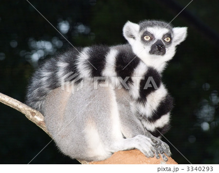 ワオキツネザル 3340293