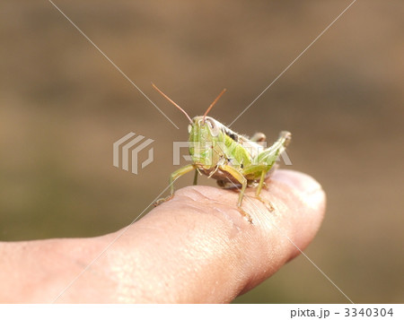 ツチイナゴ 3340304