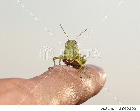 さつま芋掘り 3340305