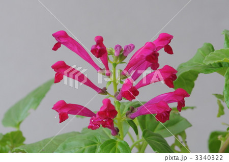 タツナミソウ　スクテラリア 3340322