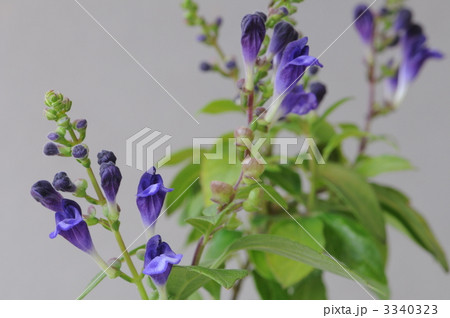 スクテラリア　ブルーファイアー 3340323