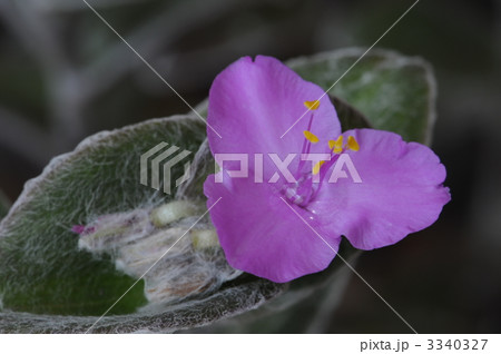 トラデスカンティア 3340327