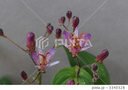 シナホトトギス 3340328