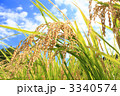 青空と、たわわに実る稲穂 3340574