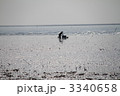 有明海 3340658