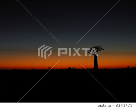 バオバブ #2 in マダガスカル バオバブ #2 in マダガスカル 3341479