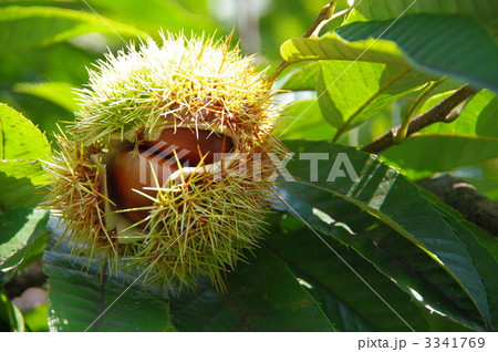 いがぐり　栗 3341769