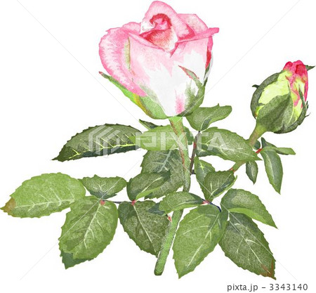薔薇 薔薇 3343140