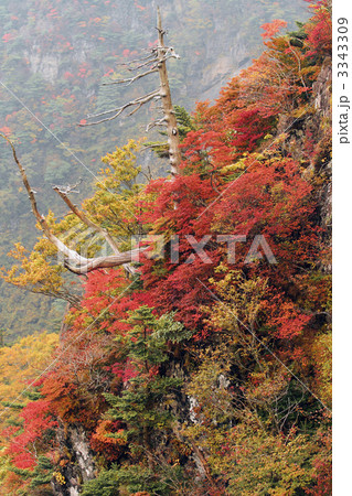 瓶ヶ森の紅葉 3343309