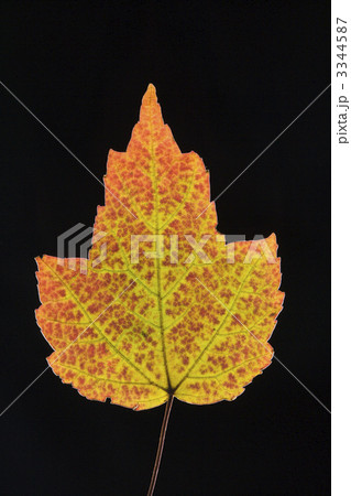 Maple leaf in Fall color. 3344587