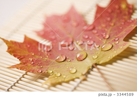 Maple leaf on bamboo mat. Maple leaf on bamboo mat. 3344589