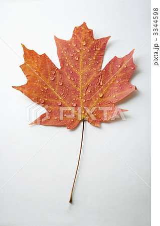 Red Maple leaf. 3344598