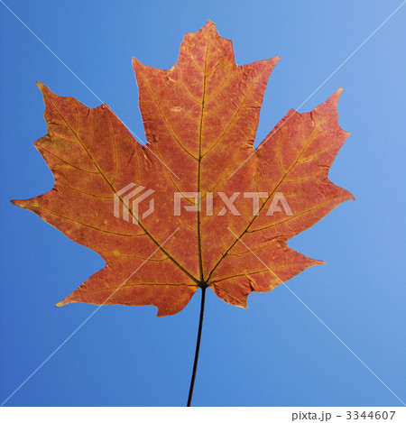 Red Maple leaf. Red Maple leaf. 3344607