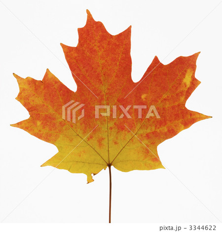 Maple leaf in Fall color. 3344622