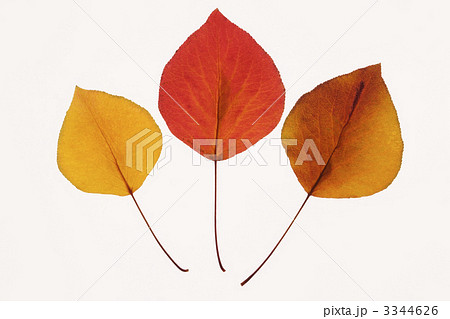 Bradford Pear leaves. 3344626