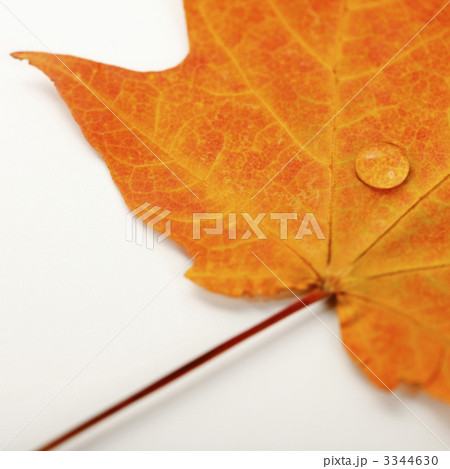 Maple leaf on white. Maple leaf on white. 3344630