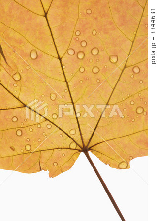 Maple leaf close up. 3344631