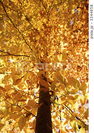 Tree in Fall color. 3344658