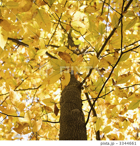 Tree with yellow Fall foliage. 3344661