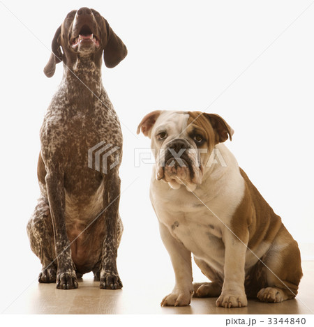 Two dogs sitting. 3344840