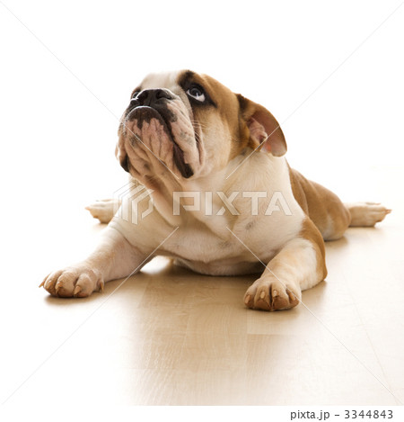 English Bulldog on floor. 3344843