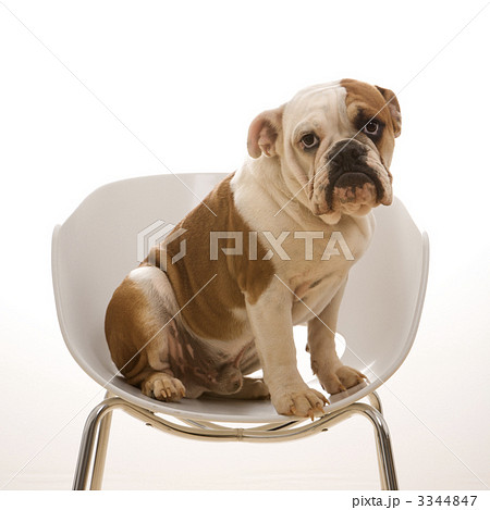 English Bulldog portrait. 3344847