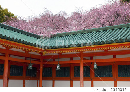 平安神宮　神苑の枝垂れ桜 3346012