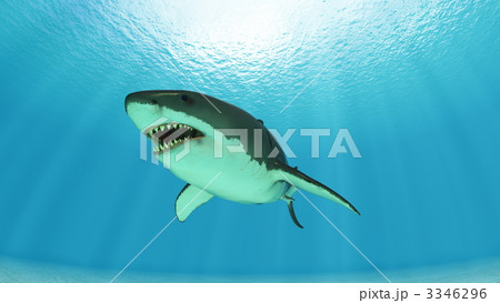 サメ 泳ぐ 海の動物のイラスト素材
